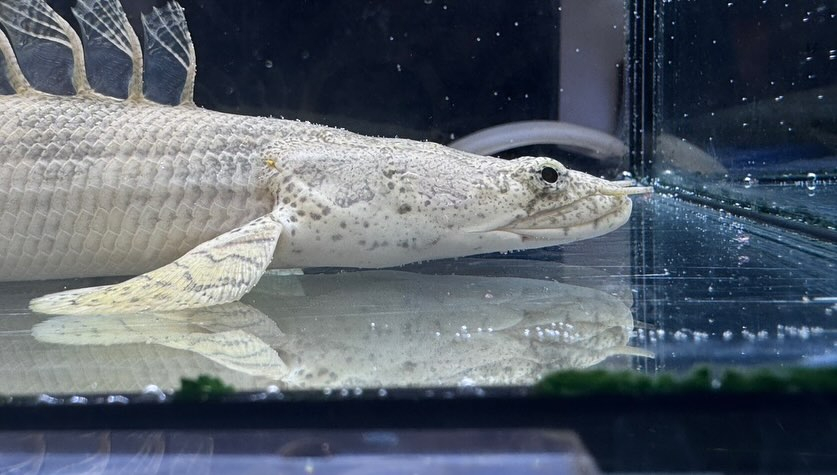 aquastyleg.base.shop/items/110...