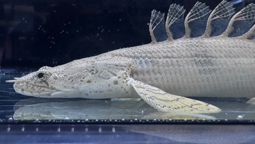 aquastyleg.base.shop/items/110...