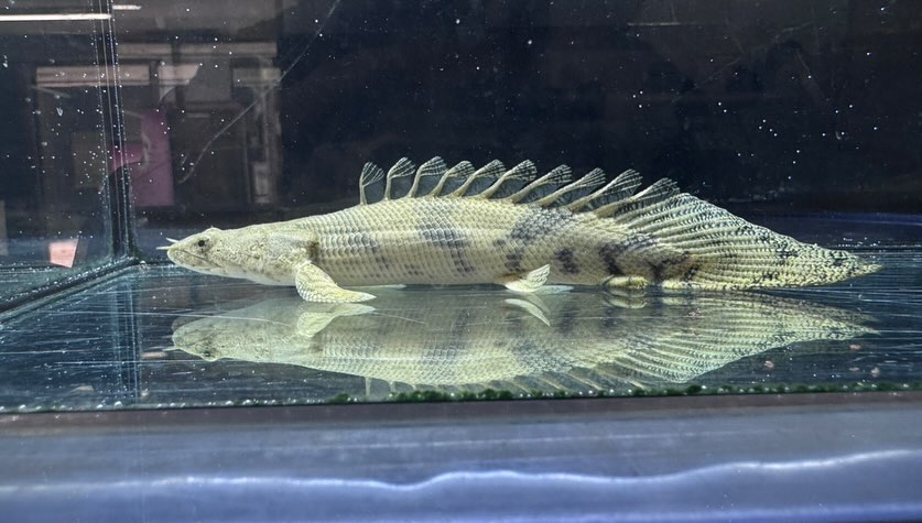 aquastyleg.base.shop/items/110...