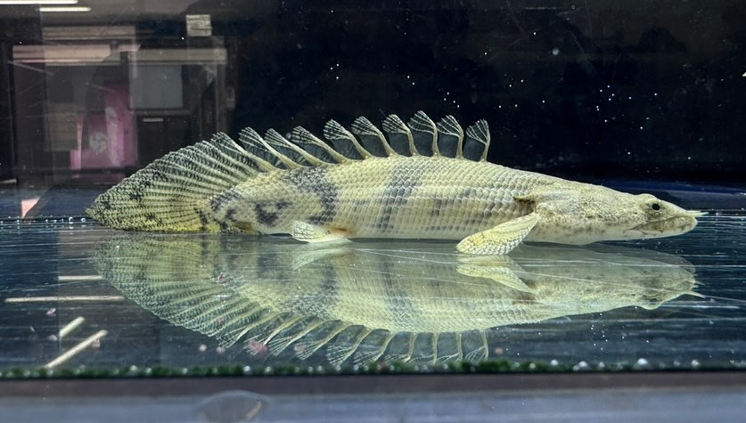 aquastyleg.base.shop/items/110...