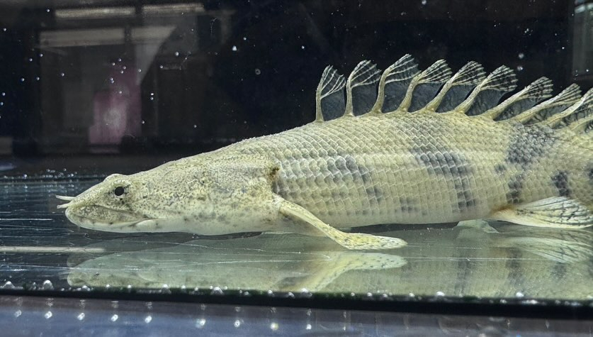 aquastyleg.base.shop/items/110...