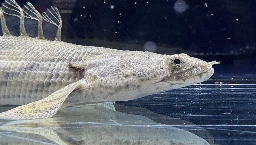 aquastyleg.base.shop/items/110...