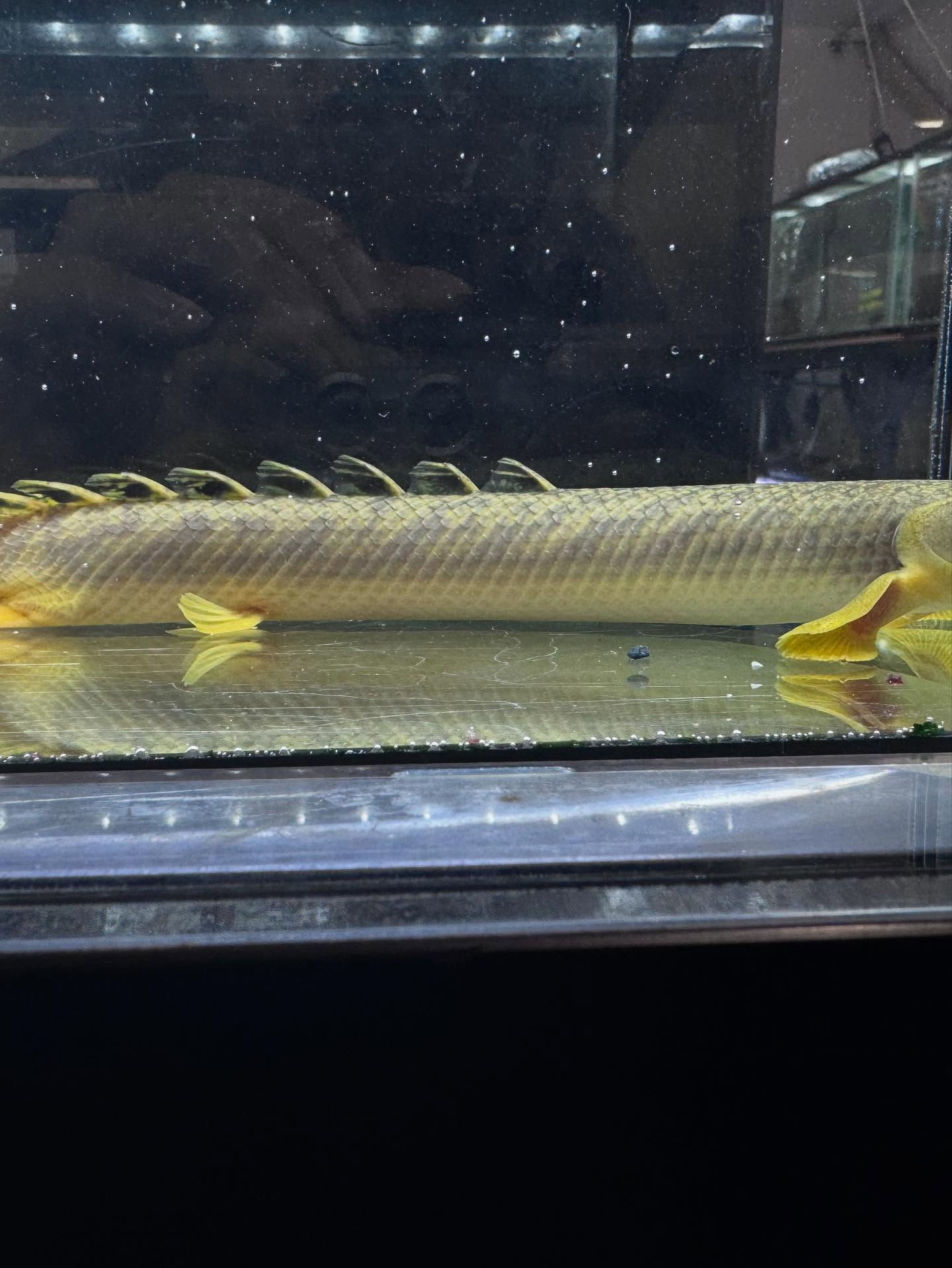 aquastyleg.base.shop/items/110...