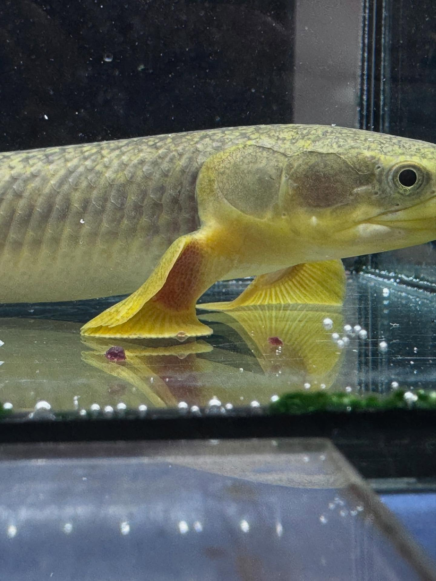 aquastyleg.base.shop/items/110...