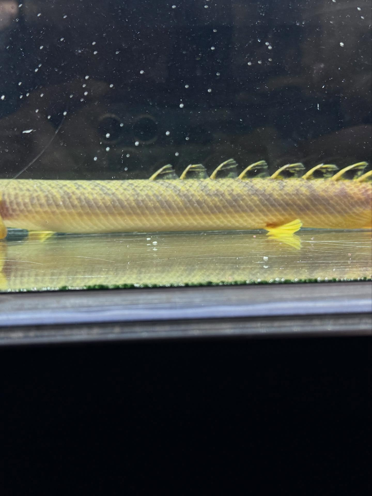 aquastyleg.base.shop/items/110...