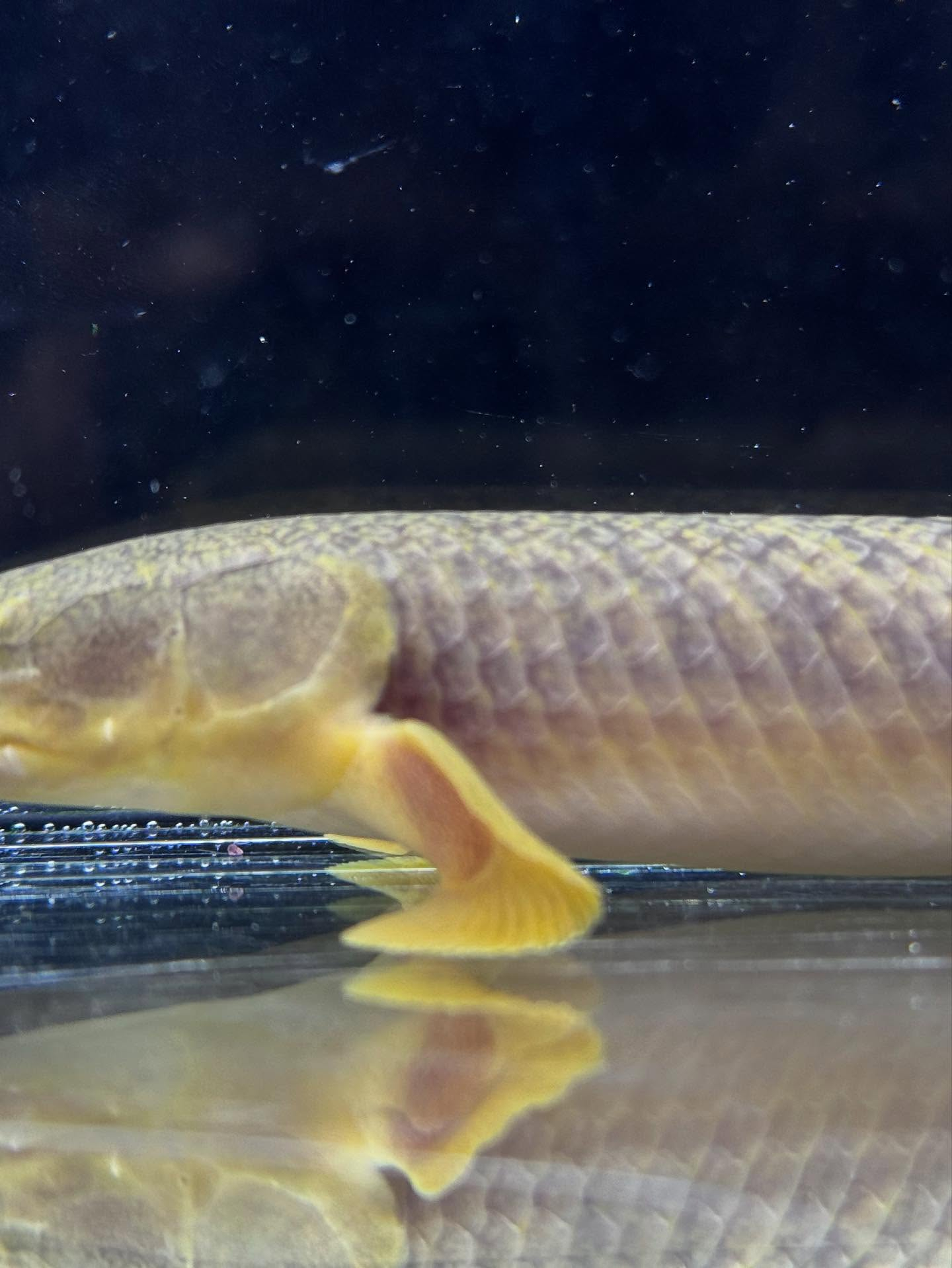 aquastyleg.base.shop/items/110...