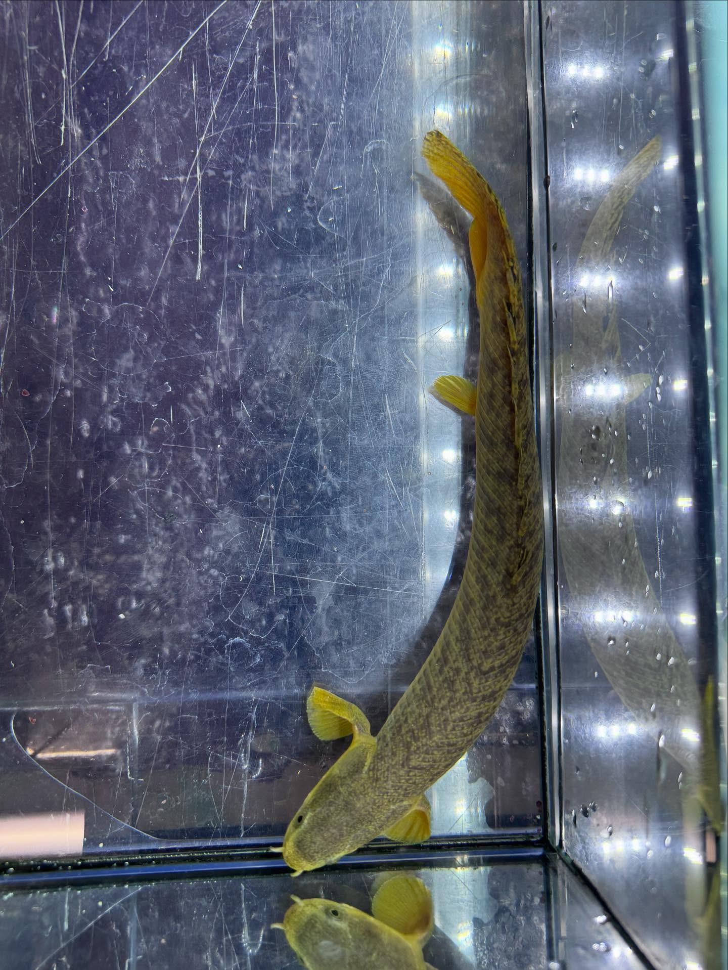 aquastyleg.base.shop/items/110...