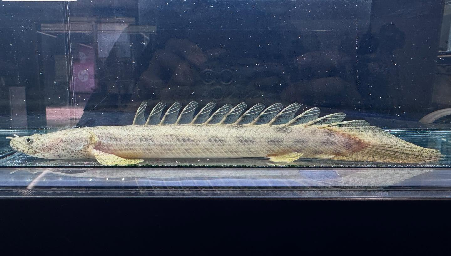 aquastyleg.base.shop/items/110...