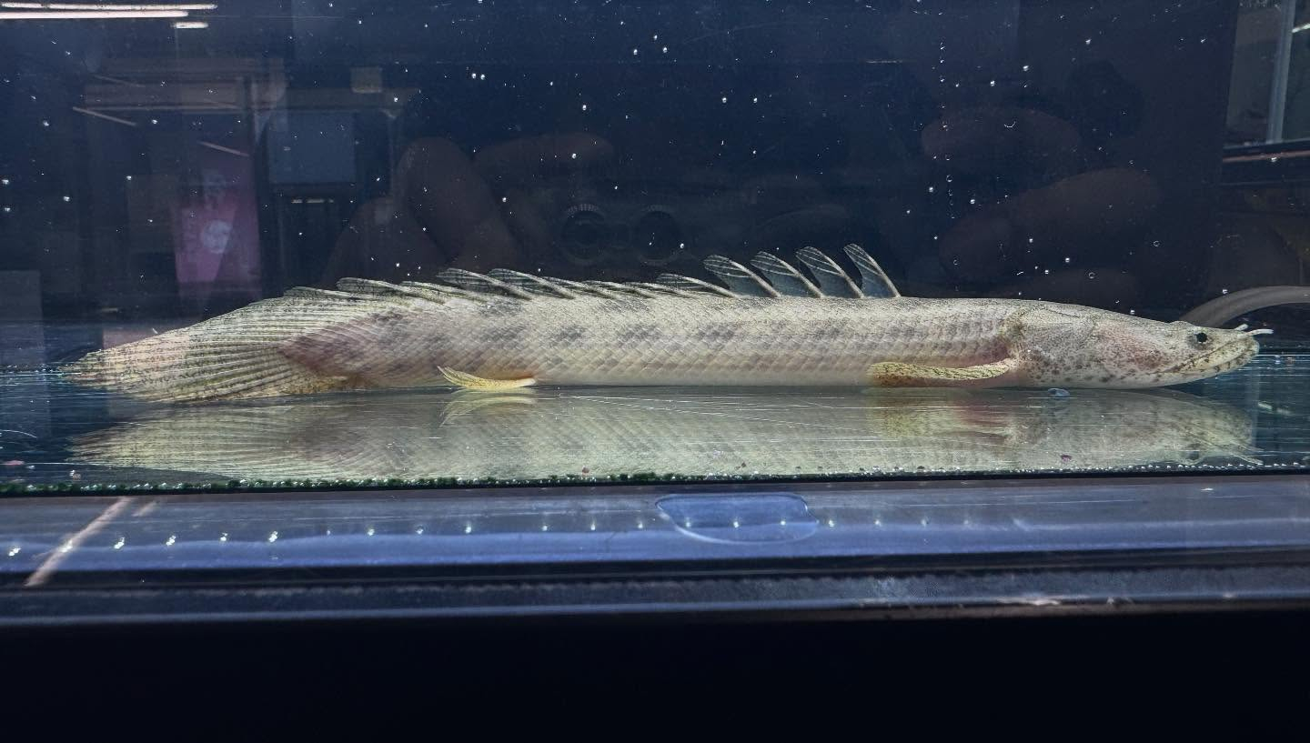 aquastyleg.base.shop/items/110...