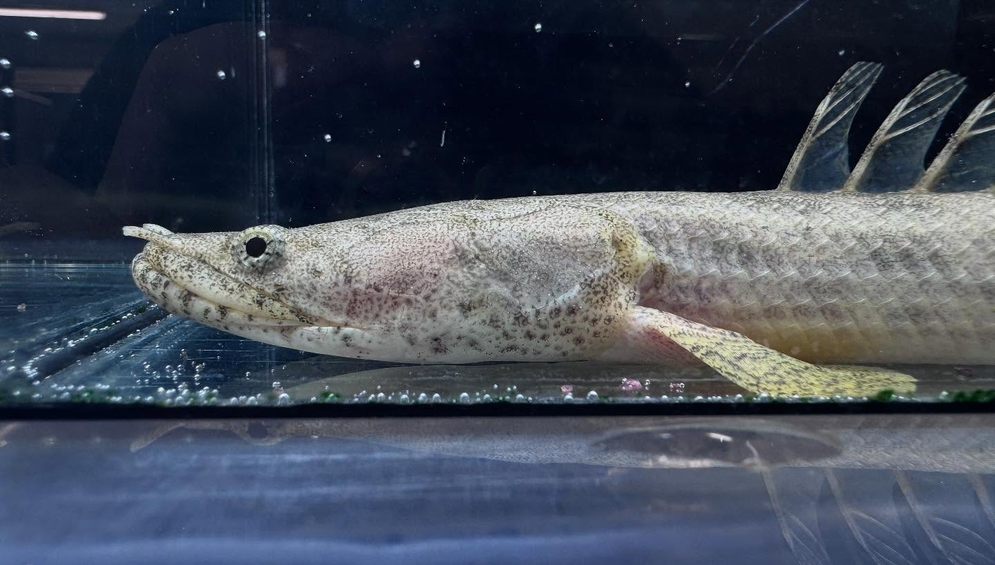 aquastyleg.base.shop/items/110...