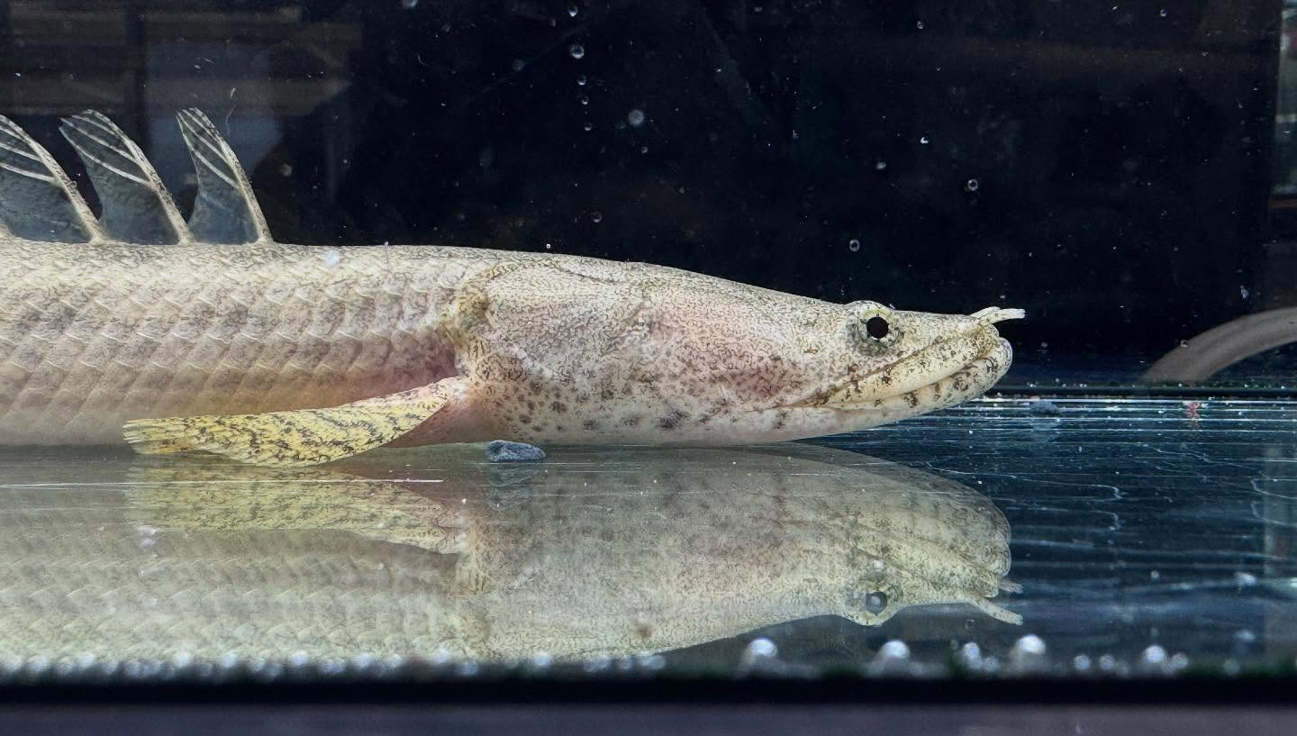 aquastyleg.base.shop/items/110...