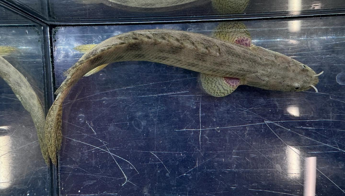 aquastyleg.base.shop/items/110...