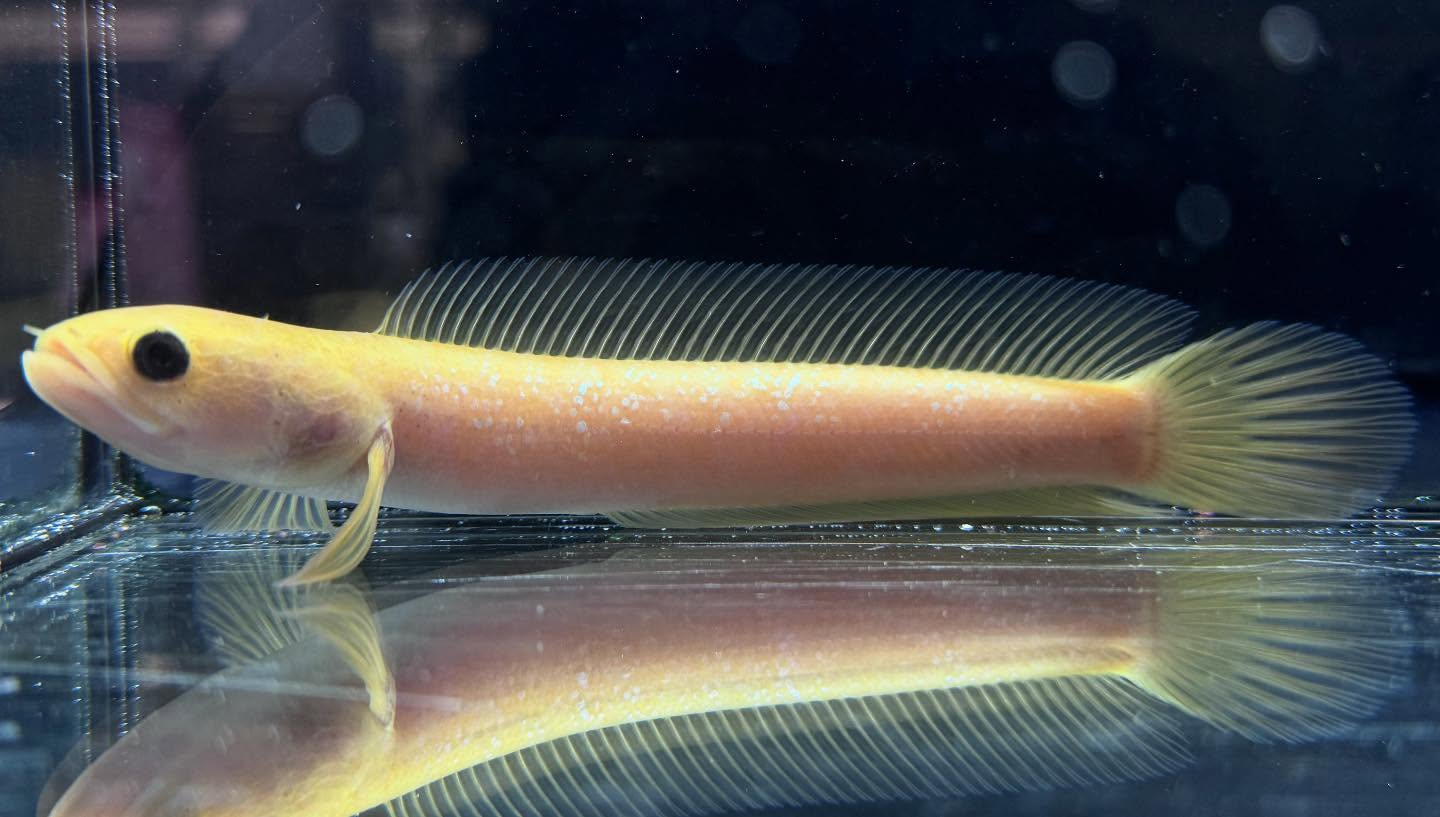 aquastyleg.base.shop/items/110...