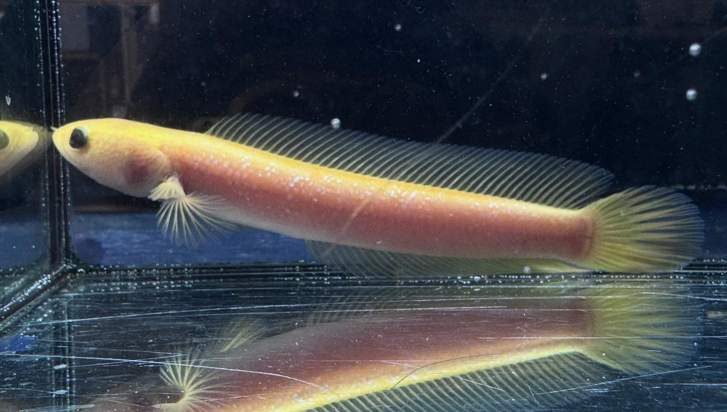 aquastyleg.base.shop/items/110...