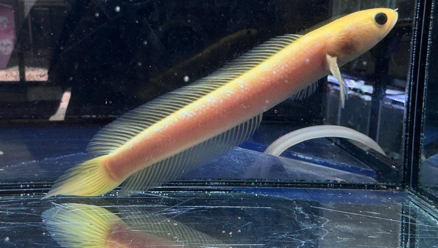 aquastyleg.base.shop/items/110...