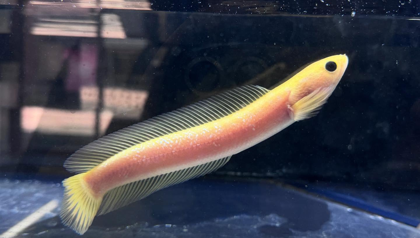 aquastyleg.base.shop/items/110...