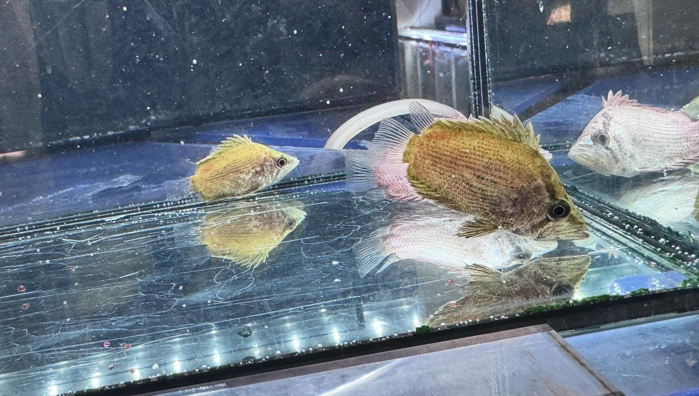 aquastyleg.base.shop/items/110...