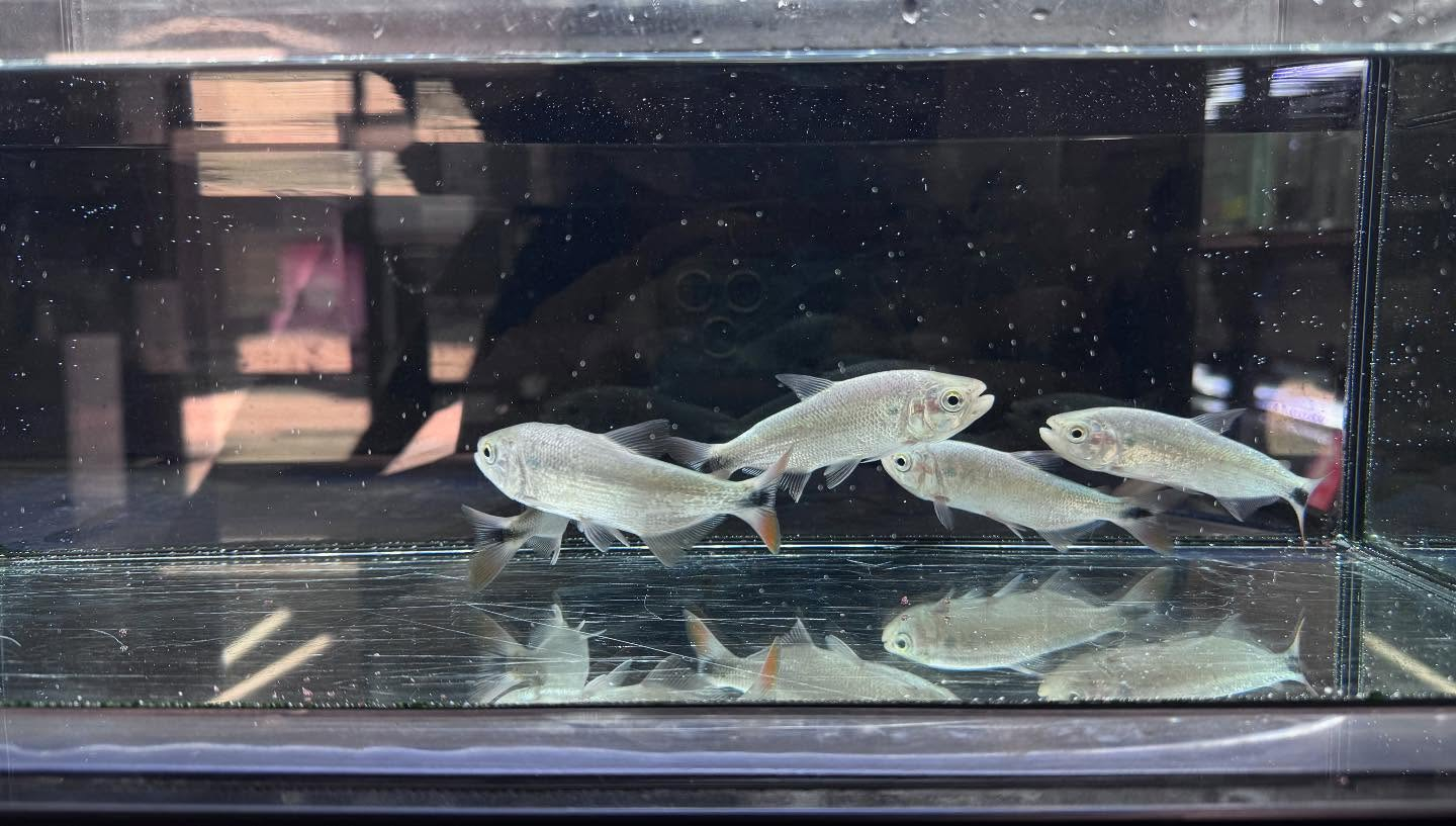 aquastyleg.base.shop/items/107...