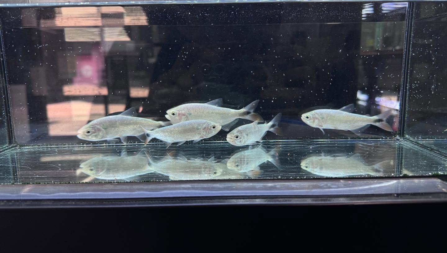 aquastyleg.base.shop/items/107...