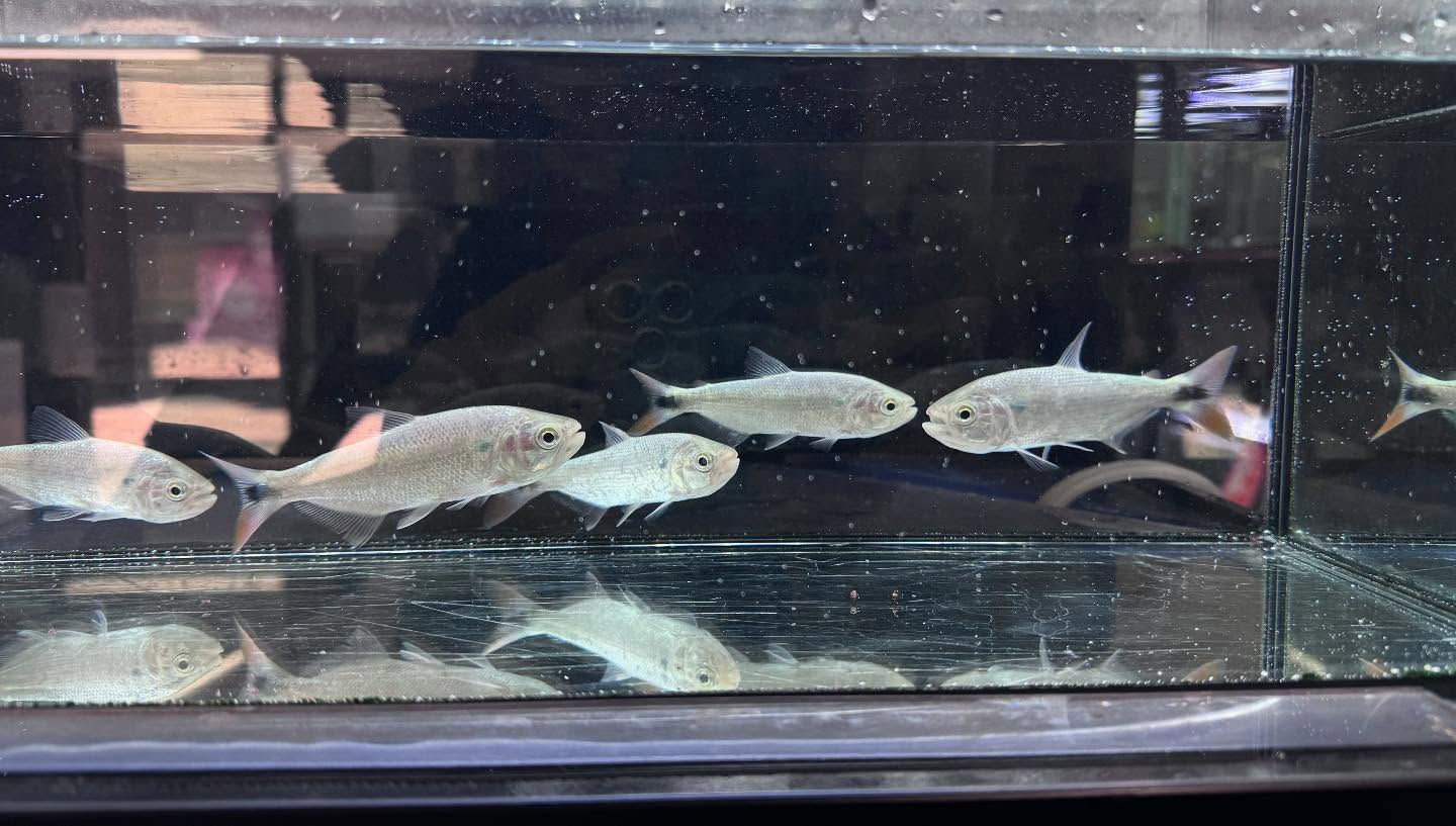 aquastyleg.base.shop/items/107...