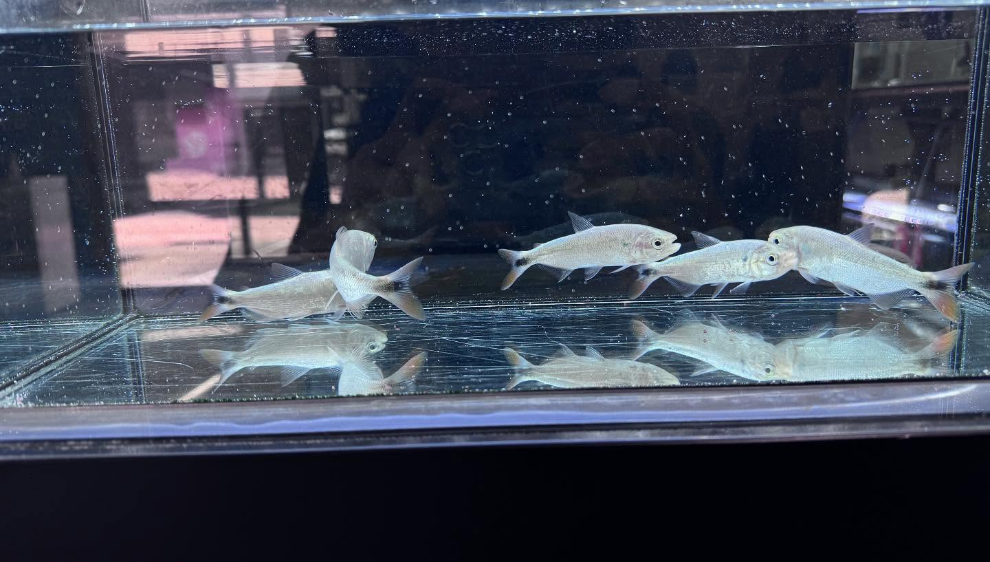 aquastyleg.base.shop/items/107...