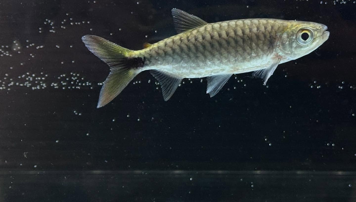 aquastyleg.base.shop/items/108...