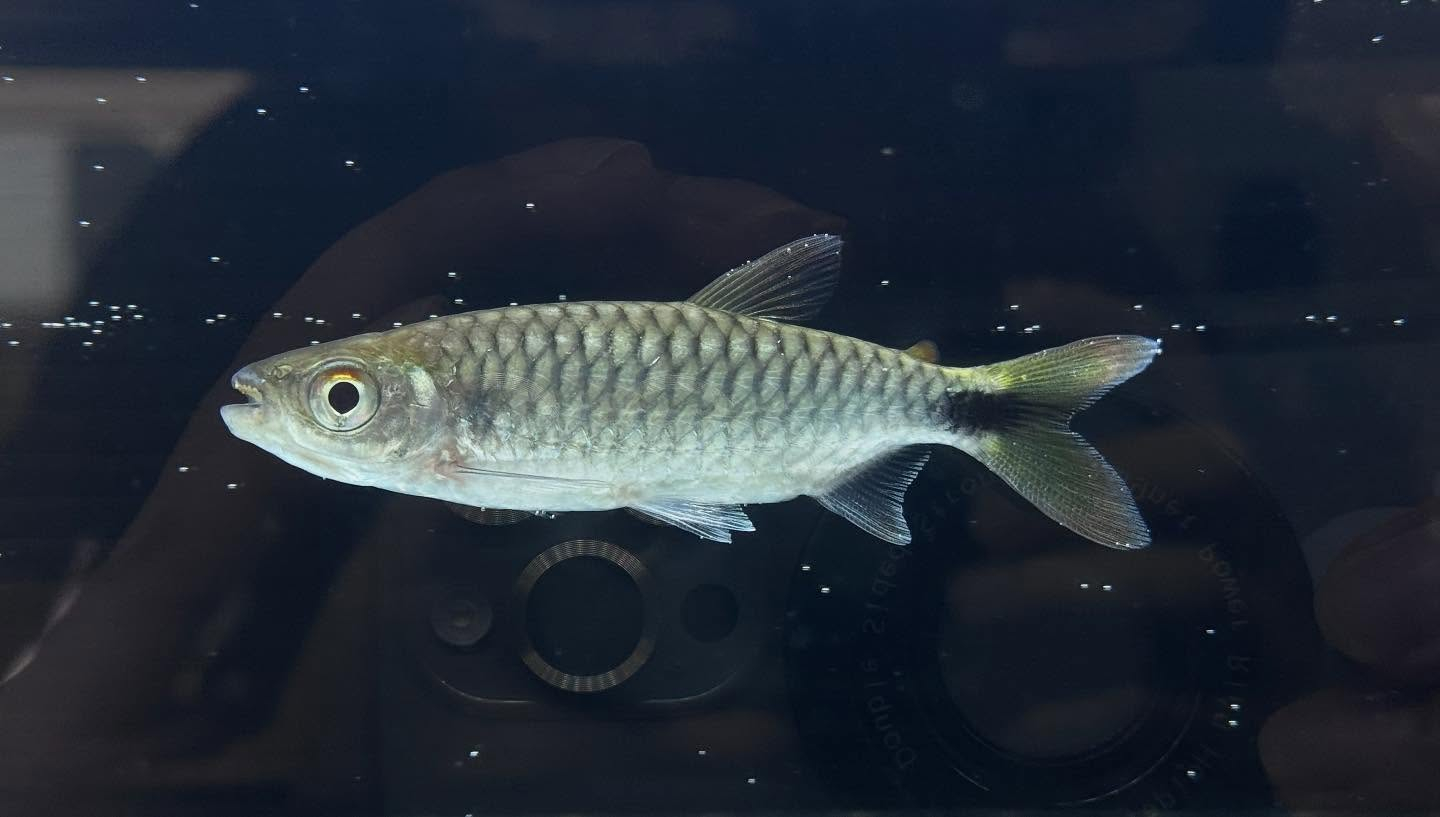 aquastyleg.base.shop/items/108...