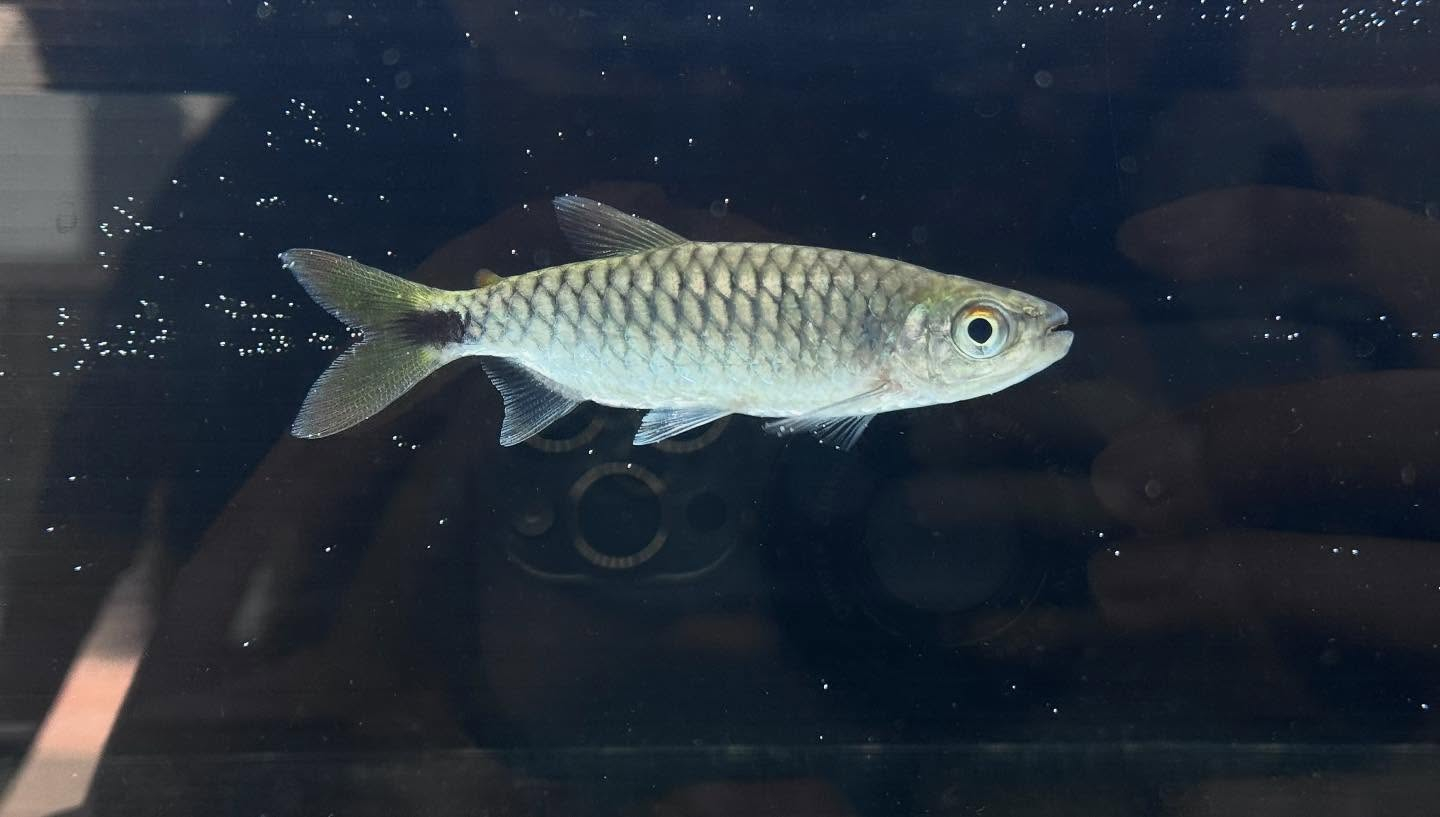 aquastyleg.base.shop/items/108...