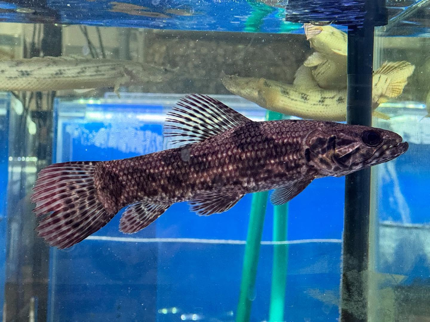 aquastyleg.base.shop/items/100...