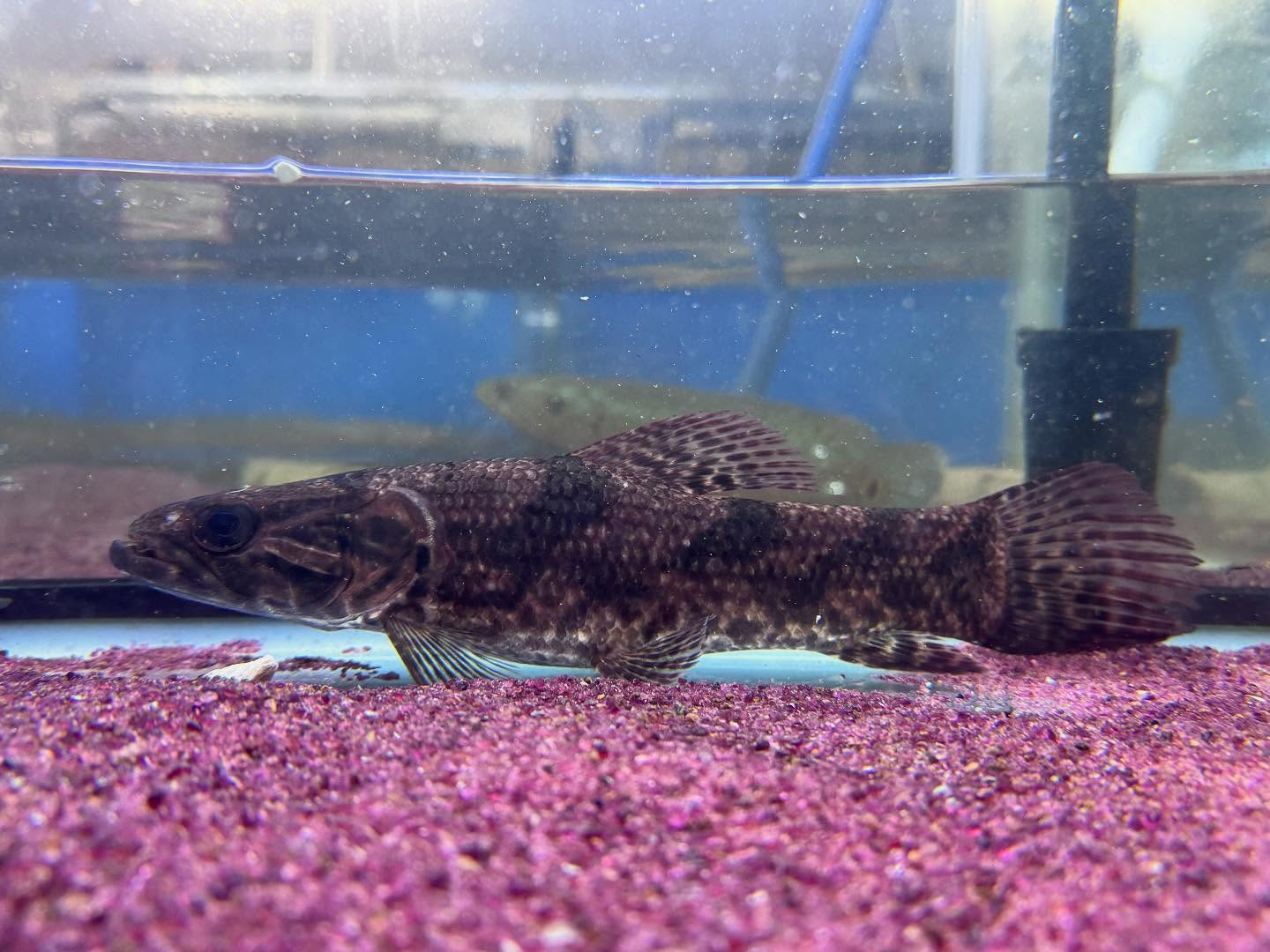 aquastyleg.base.shop/items/100...