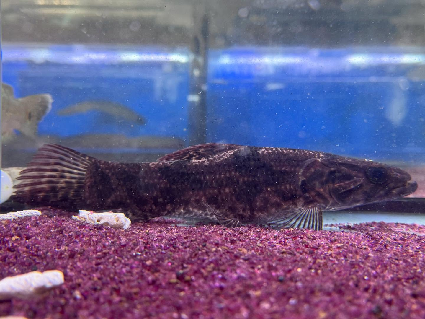 aquastyleg.base.shop/items/100...