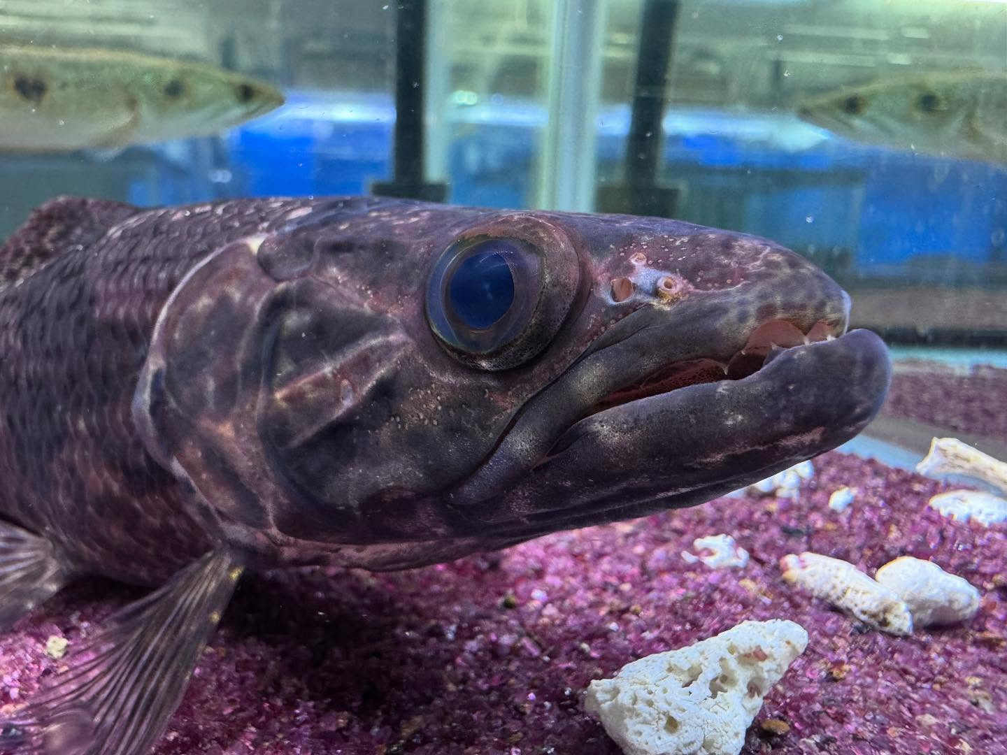 aquastyleg.base.shop/items/100...