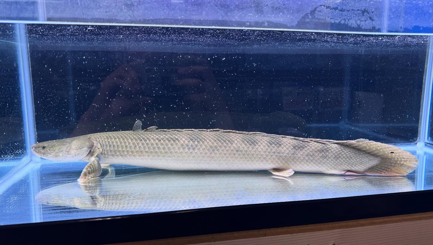 aquastyleg.base.shop/items/111...