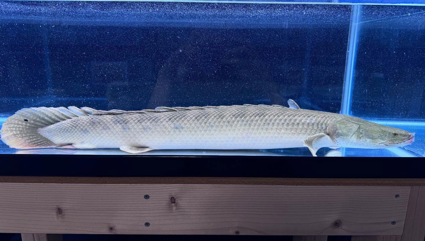 aquastyleg.base.shop/items/111...