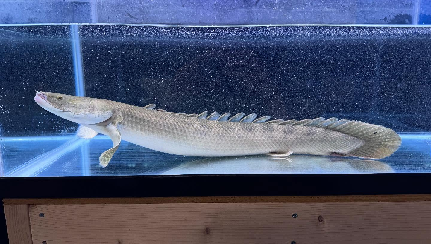 aquastyleg.base.shop/items/111...