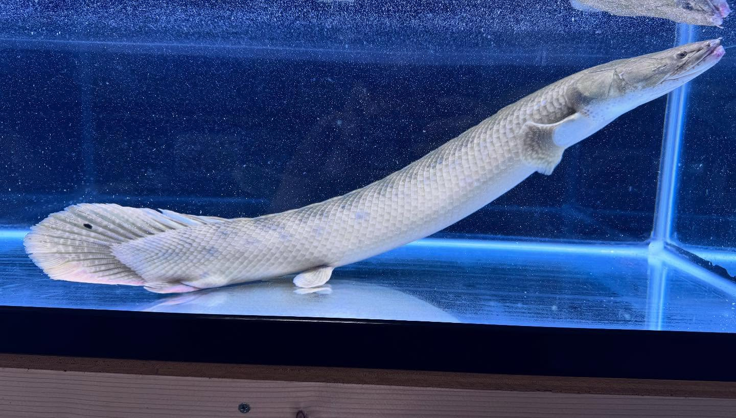 aquastyleg.base.shop/items/111...