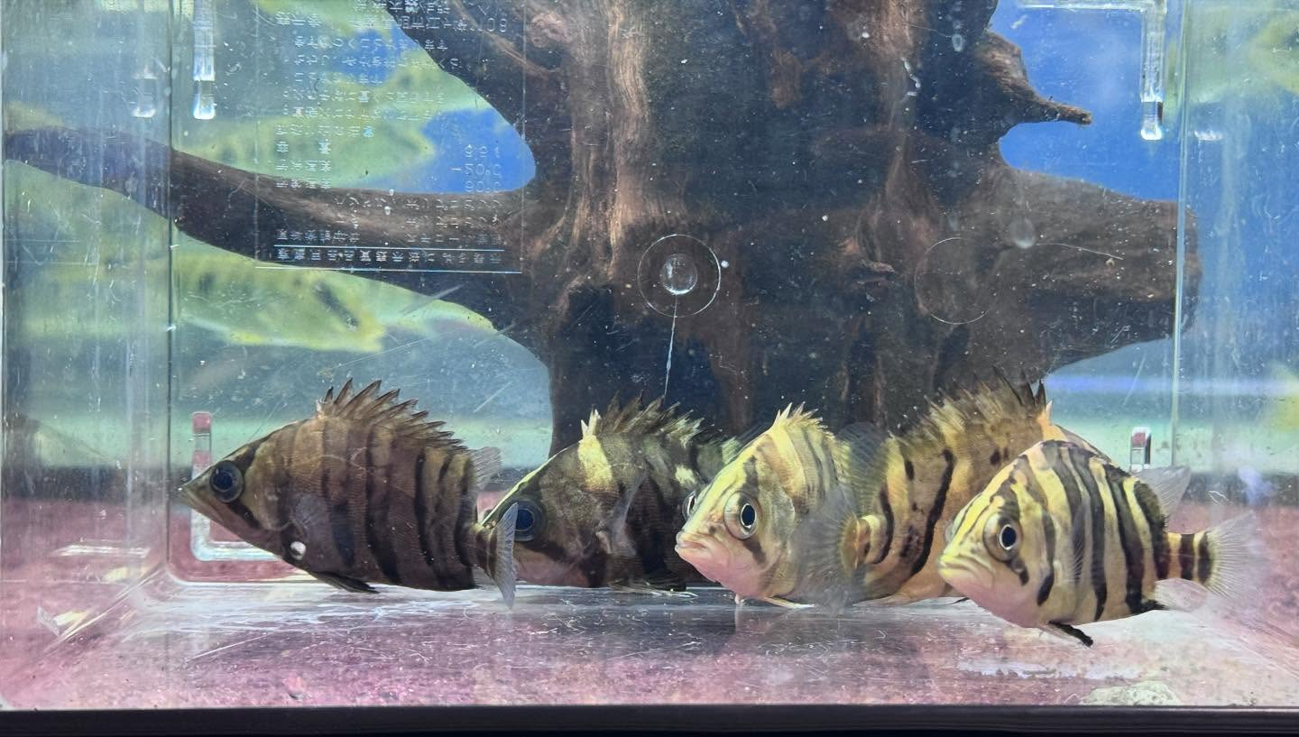 aquastyleg.base.shop/items/969...