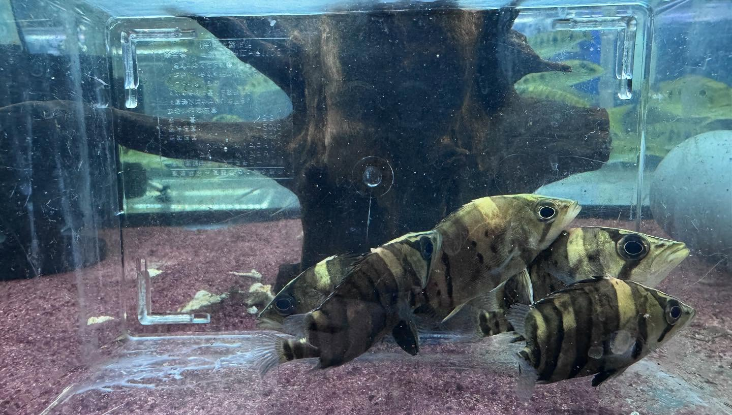 aquastyleg.base.shop/items/969...