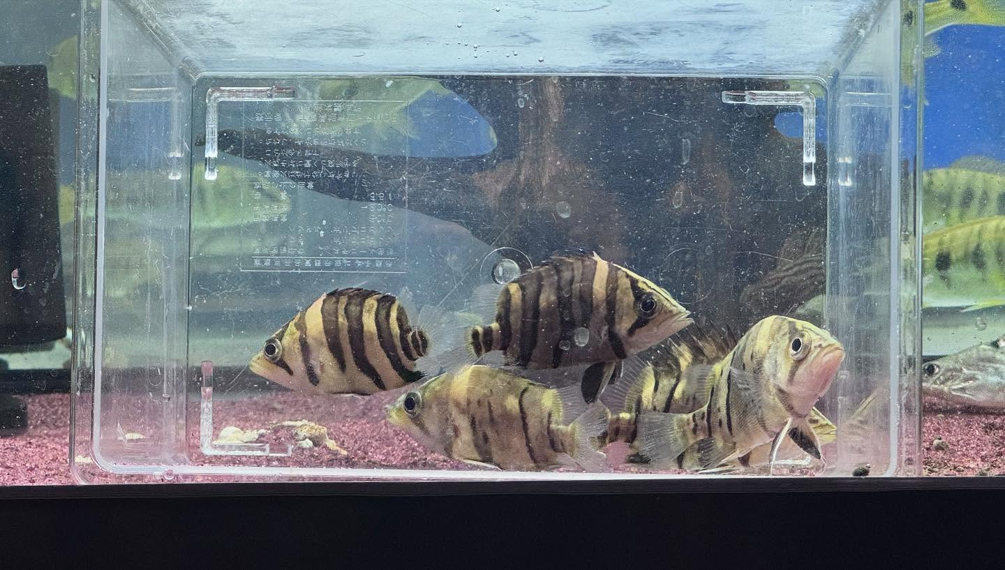 aquastyleg.base.shop/items/969...