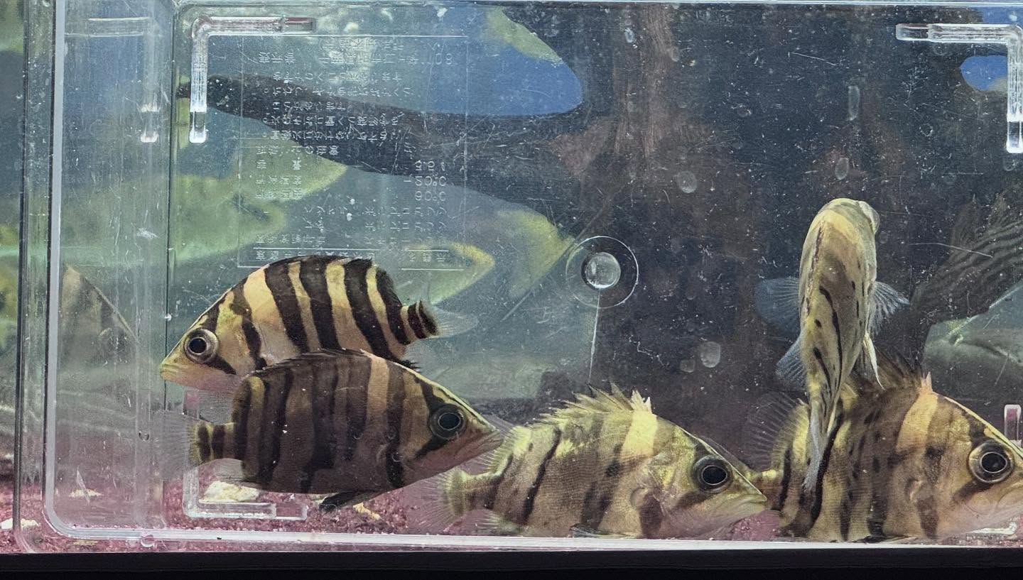 aquastyleg.base.shop/items/969...