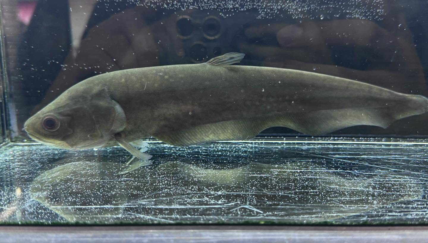 aquastyleg.base.shop/items/109...