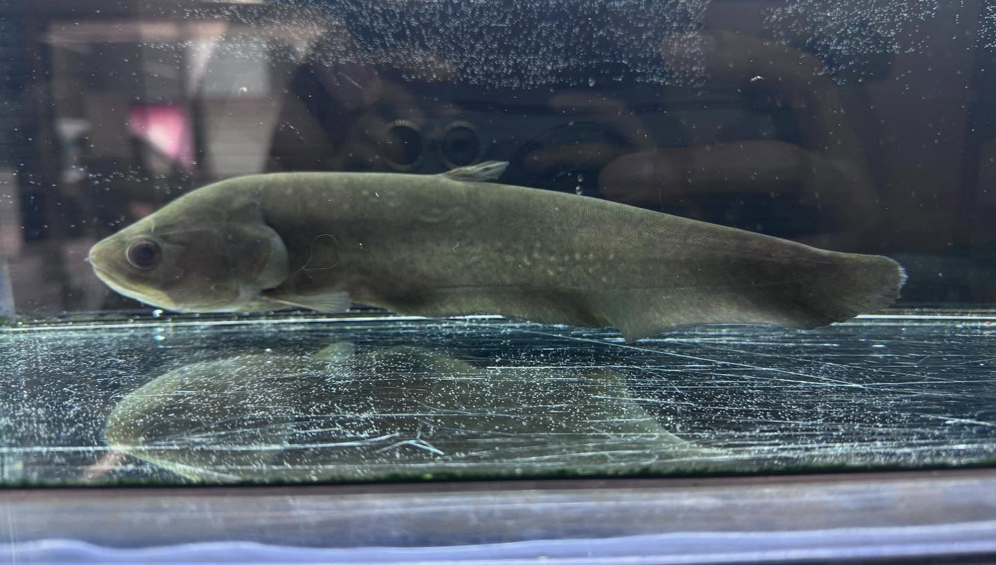 aquastyleg.base.shop/items/109...