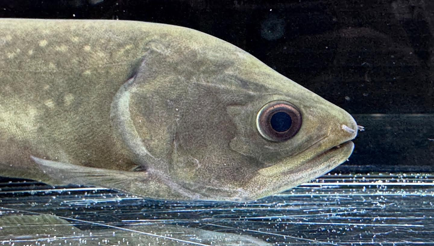 aquastyleg.base.shop/items/109...