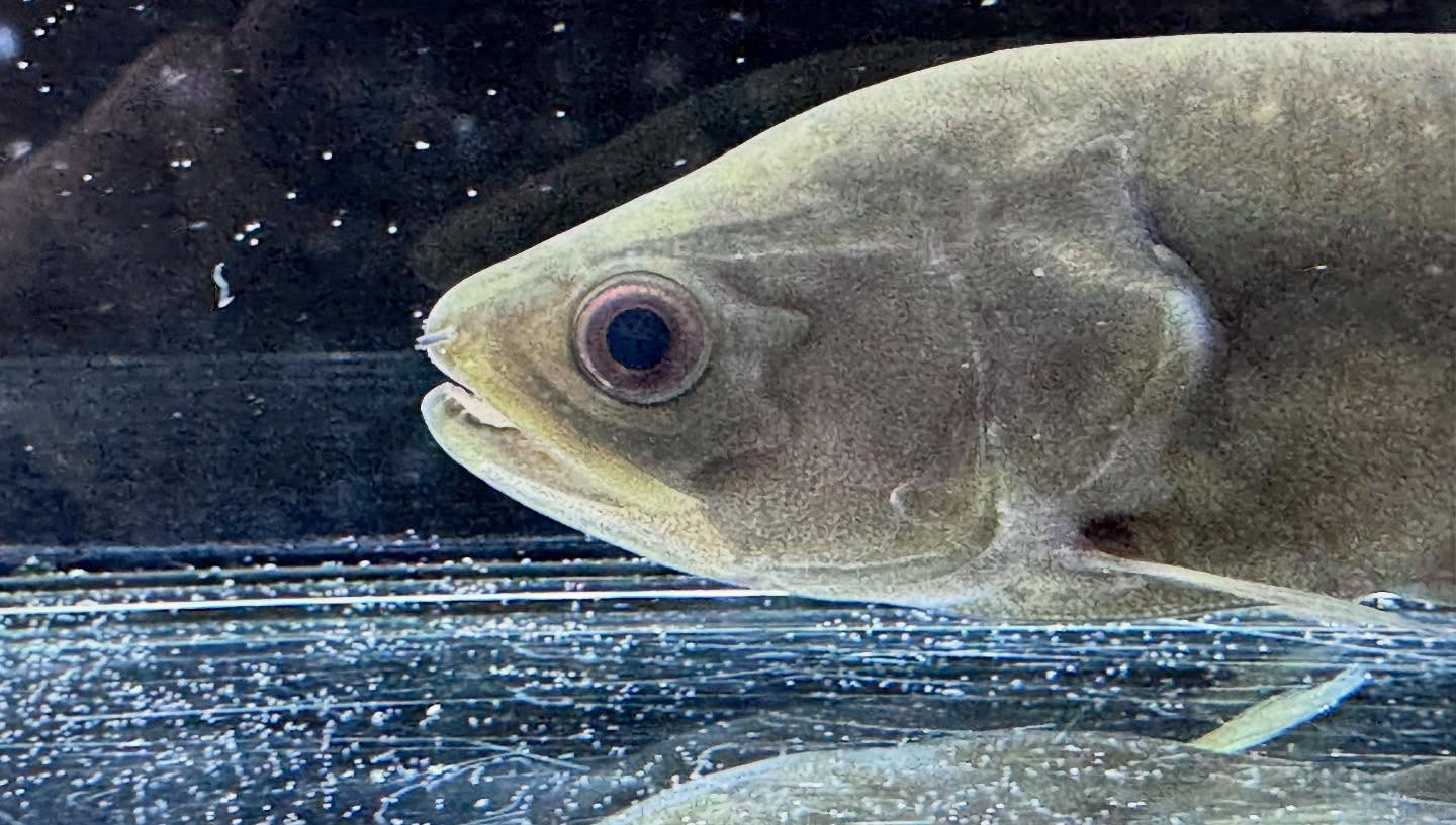 aquastyleg.base.shop/items/109...