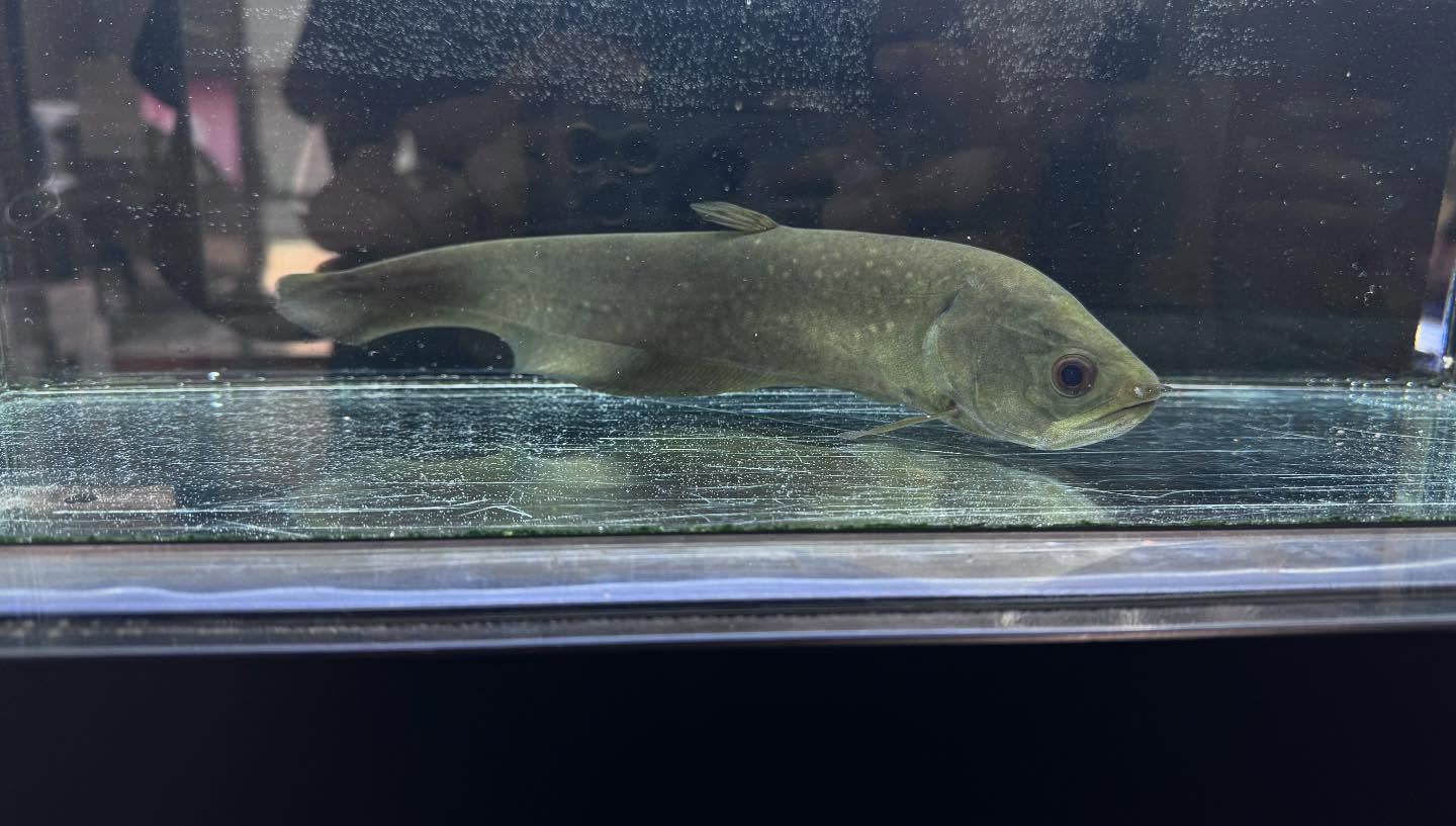 aquastyleg.base.shop/items/109...