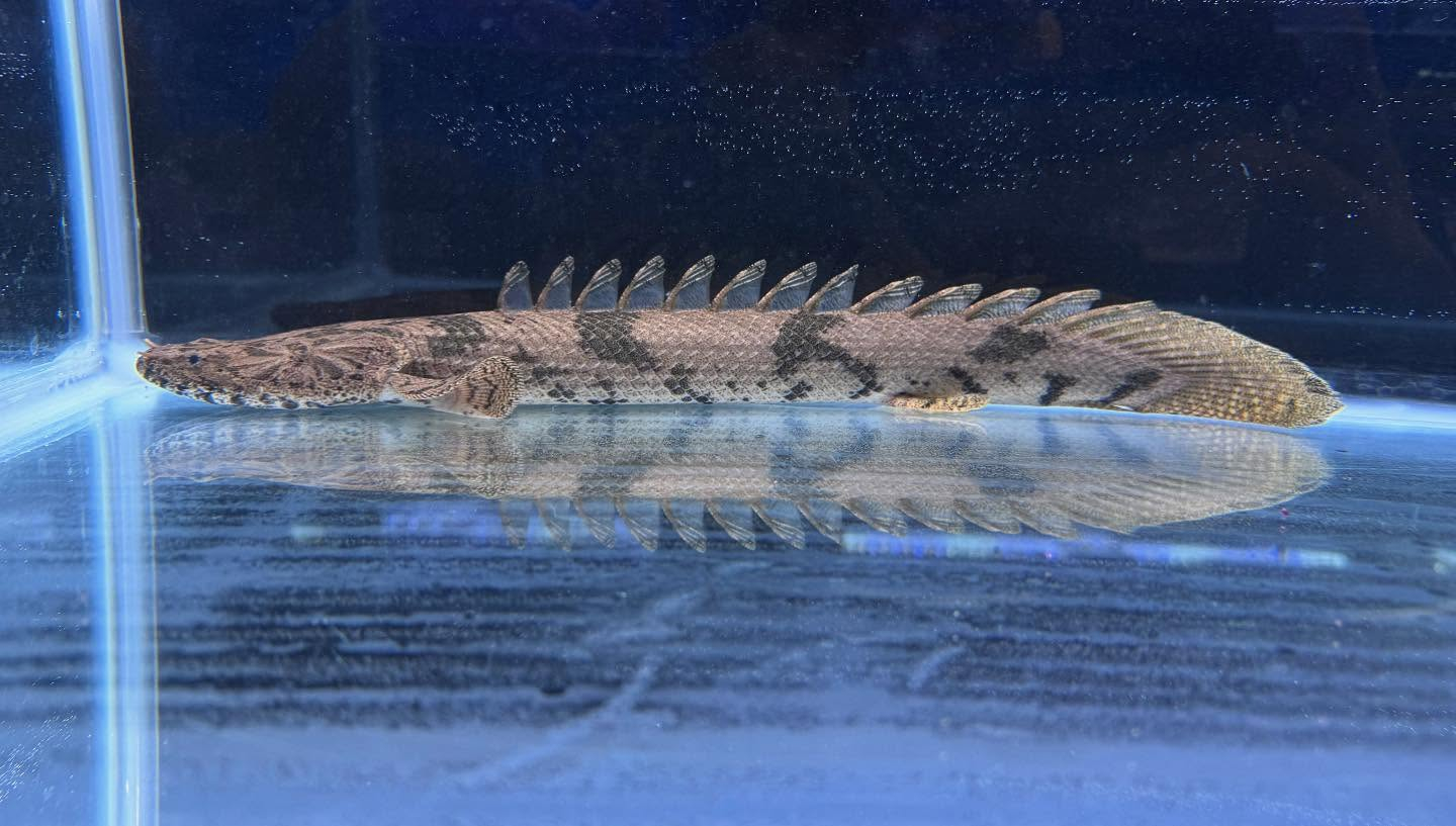 aquastyleg.base.shop/items/104...