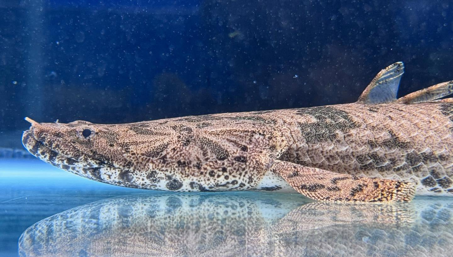 aquastyleg.base.shop/items/104...