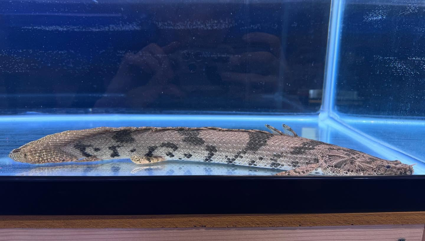 aquastyleg.base.shop/items/104...