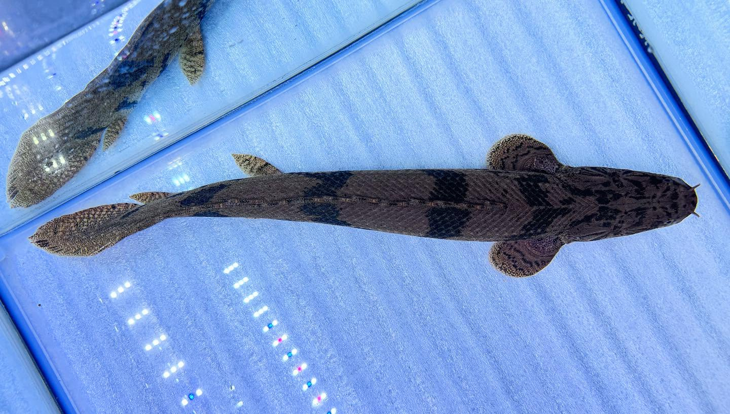 aquastyleg.base.shop/items/104...