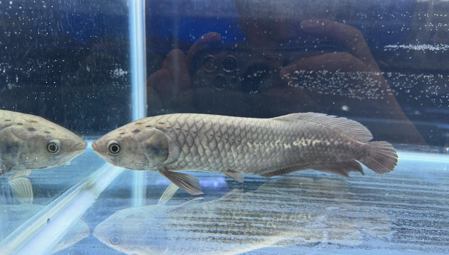 aquastyleg.base.shop/items/108...